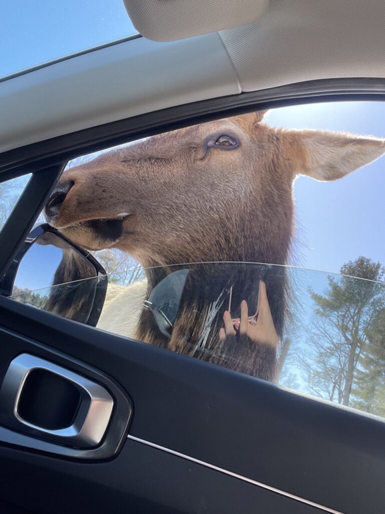 Rencontre amusante avec un renne au Parc Omega, cette photo prise de l'intérieur de la voiture montre le renne essayant de glisser sa tête à l'intérieur.