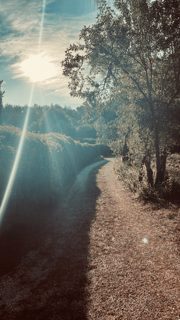 Cette image capture la beauté simple et envoûtante d'un chemin de randonnée à Simiane-Collongue, en plein cœur de la merveilleuse Provence. Le sentier serpente à travers des paysages pittoresques, offrant une escapade en plein air au milieu de la nature préservée. Les cyprès majestueux, les champs de lavande et les oliveraies créent une toile de fond enchanteresse pour chaque pas. Ce chemin de randonnée est bien plus qu'une simple voie d'accès à la nature ; c'est une invitation à l'exploration et à la découverte. À chaque tournant, les randonneurs sont récompensés par des vues panoramiques à couper le souffle sur les collines de Provence. L'air embaume de l'odeur apaisante de la lavande, ajoutant une dimension sensorielle à cette aventure. Simiane-Collongue, avec ses sentiers de randonnée pittoresques, est un havre de tranquillité pour les amateurs de plein air et les amoureux de la nature. C'est l'endroit parfait pour se perdre dans les paysages provençaux tout en rechargeant son esprit.